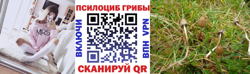 Псилоцибиновые грибы прущие грибы Купить закладки Магас